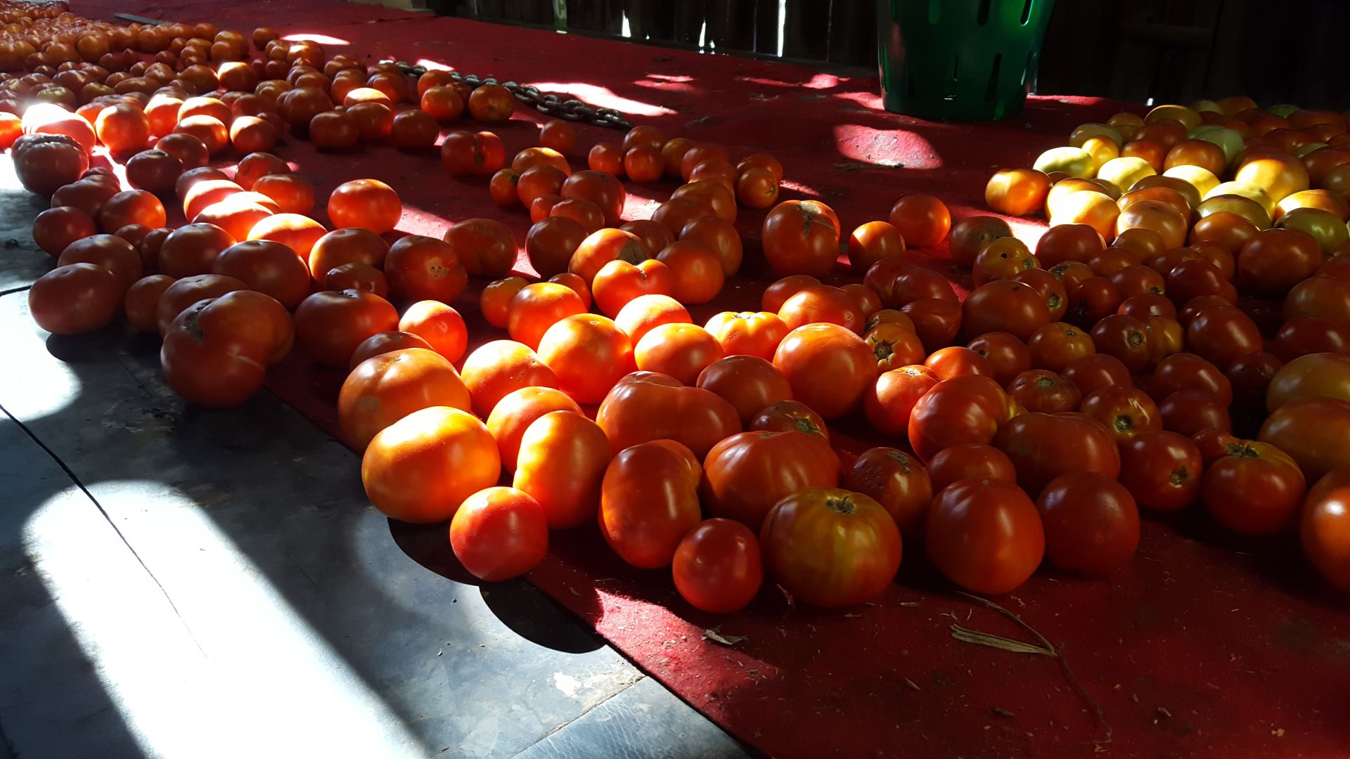 Tomato Barn tomatoes